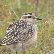 Eurasian Dotterel  "Charadrius morinellus"